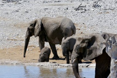 Afrika fili içme suyu