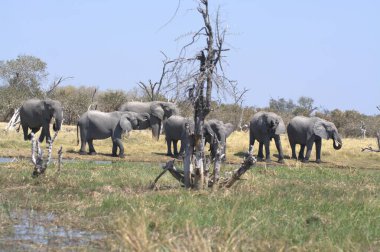 Namibya, Afrika 'daki Etoşa Ulusal Parkı' ndaki filler.