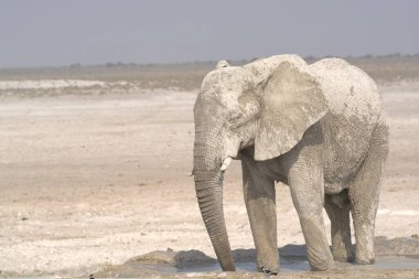 Fil etkin Milli Parkı, Namibia