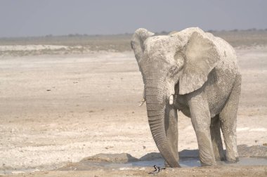 Etoşa 'da yürüyen fil, namibya