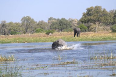 Nehirde yüzen bir fil sürüsü.