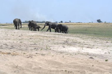 Afrika 'nın bozkırındaki fil