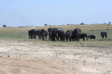 Savanadaki büyük filler