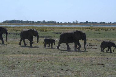 Tanzanya bozkırındaki fil