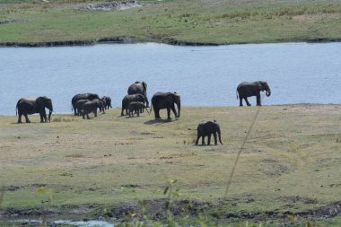 Kenya bozkırında fil sürüsü