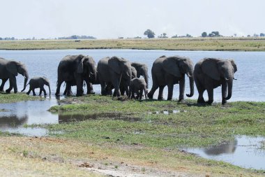 Hint okyanusunun güneyindeki Bobonational Park 'taki filler.