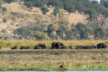 Afrika vahşi yaşam fili Kruger Ulusal Parkı Güney Afrika