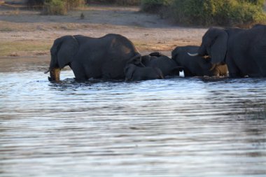 Nehrin sularındaki filler