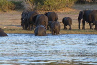 Kenya savanındaki filler