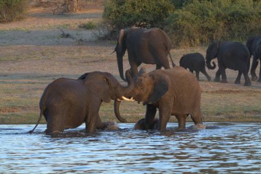 Afrika savanasındaki filler