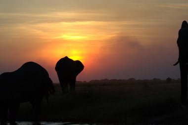 Gün batımında Afrika filleri