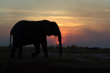 gün batımında Afrika fili