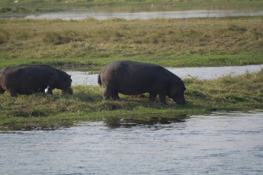 Nehirde bir yaban domuzu