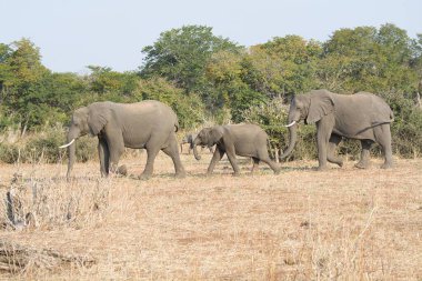 Büyük Afrika fili (loxodonta africana )