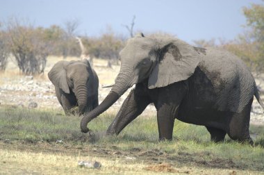 Afrika 'nın doğasında Afrika fili