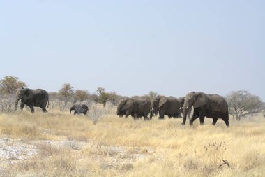 Kenya savanındaki fil