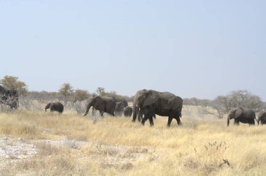 Kenya savanındaki fil