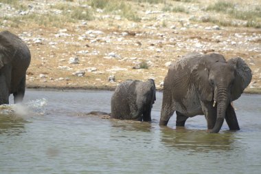 Savannah Afrika filleri