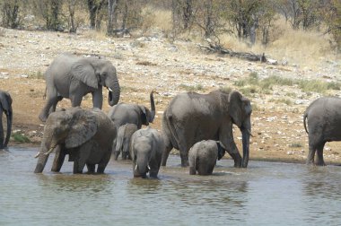 Afrika vahşi yaşamında filler