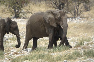 Savanadaki fil, Afrika