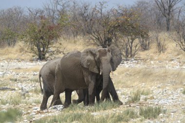 Ulusal parktaki Afrika fili