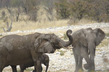 Savanadaki Afrika fili