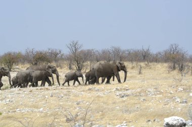 Savanadaki Afrikalı fil ailesi.