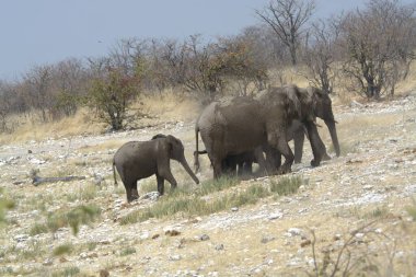 Kenya 'nın ulusal rezervinde fil