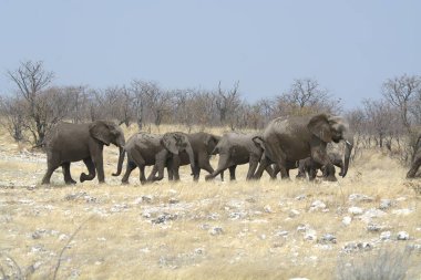 Etoşa Ulusal Parkı 'ndaki filler, Namibya, Afrika