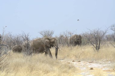 Etoşa Ulusal Parkı, Namibya 'da bir fil sürüsü.