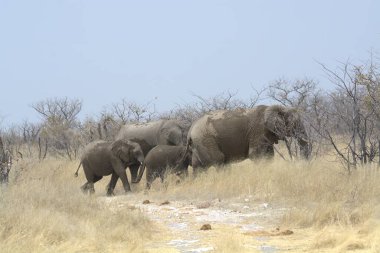 Afrika savanındaki fil.