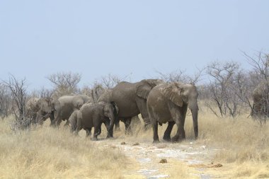 Kenya savanındaki Afrika fili