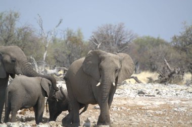 Kenya savanındaki fil