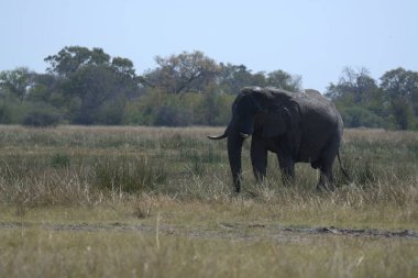 Afrika savanasının su yolunda büyük bir fil.