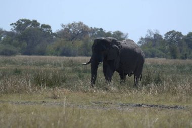 Güney Afrika 'daki Kruger Ulusal Parkı' nda Afrika fili