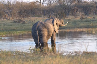 Güney Afrika 'da, savanda fil içme suyu.