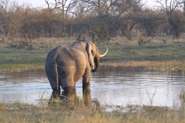 Afrika fili (Loxolota africana) su birikintisinde içme suyu
