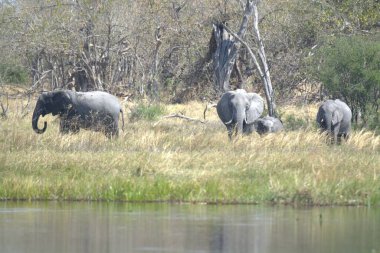 Kenya savanındaki filler