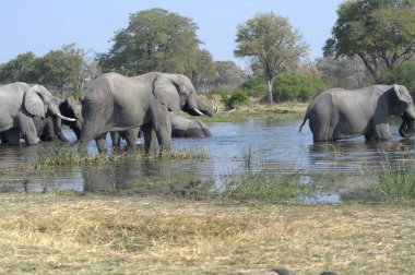 Nehir çukurunda Afrika yaban hayatı fili