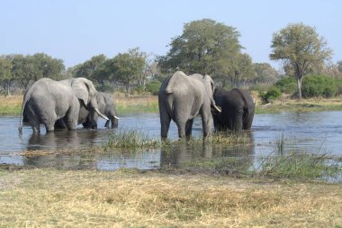 Nehre Afrika filleri