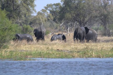 Kenya savanındaki fil