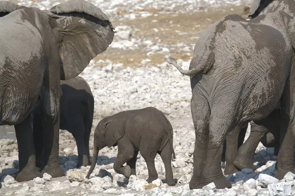 Afrika fili, Loxodonta africana (Afrika), etosha milli parkı, namibya, afrika
