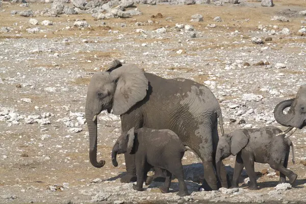 Etoşa 'daki su birikintisinde fil ailesi.