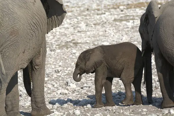 Afrika çölündeki fil.