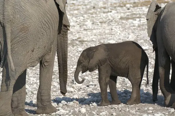 Afrika savanındaki fil ve fil
