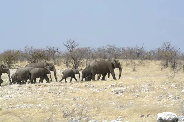 Savanadaki Afrikalı fil ailesi.