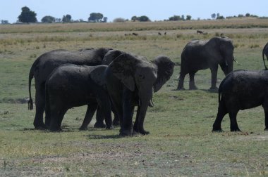 Afrika vahşi fili, fil