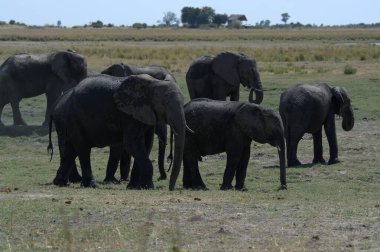 Afrika savanındaki fil ailesi.