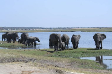 Afrika savanındaki filler.
