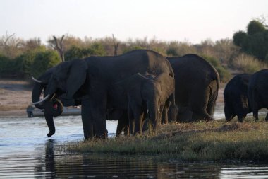 Nehir suyundaki Afrika fili, Güney Afrika 'daki Kruger Ulusal Parkı..